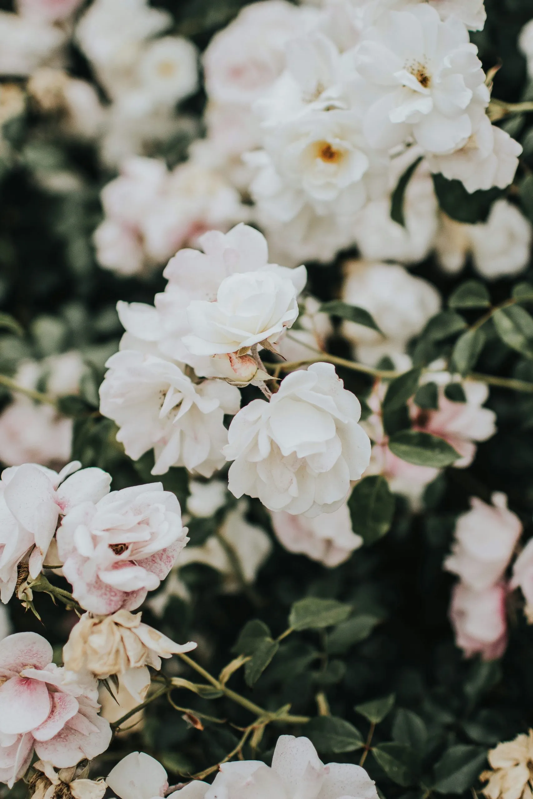 Gros plan sur un bouquet de roses blanches épanouies
