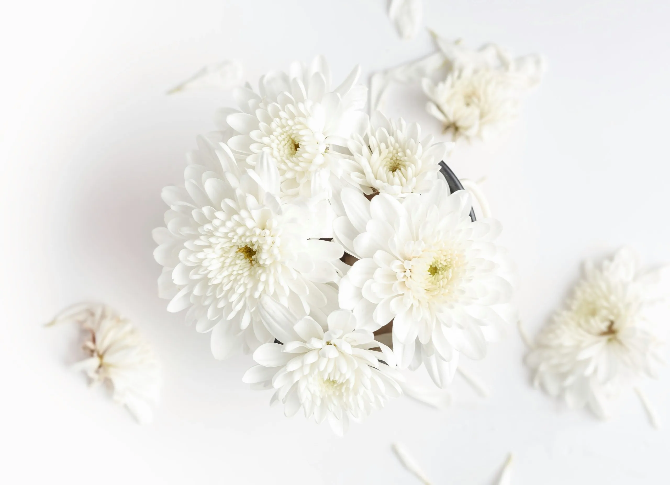 Bouquet de chrysanthèmes blancs vus de haut sur fond clair
